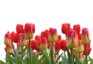 Vibrant Red Yellow Tulips Black Background.jpg PNG image