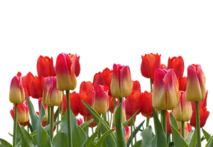 Vibrant Red Yellow Tulips Black Background PNG image