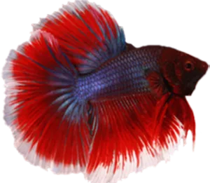 Vibrant Redand Blue Betta Fish PNG image