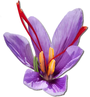 Vibrant Saffron Crocus Flower PNG