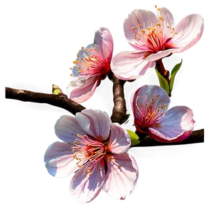 Vibrant Sakura Blossom PNG Qes66 PNG