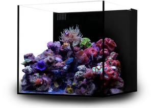 Vibrant Saltwater Aquarium Corals PNG