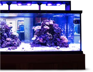 Vibrant Saltwater Aquarium Setup PNG image