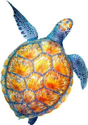 Vibrant Sea Turtle Swimming PNG image