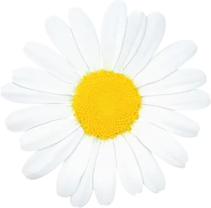 Vibrant Single Daisy Flower PNG image