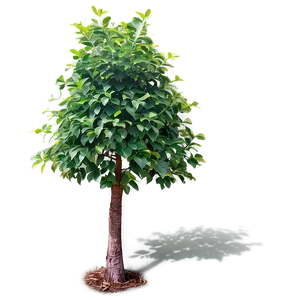 Vibrant Small Tree PNG Kyh84 PNG