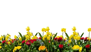 Vibrant Spring Flower Border