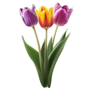 Vibrant Spring Tulips PNG 05212024