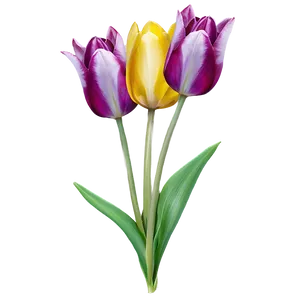 Vibrant Spring Tulips PNG Onx50