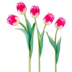 Vibrant Spring Tulips Png Wlu PNG image