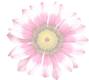 Vibrant Summer Bloom