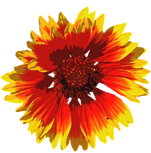 Vibrant Summer Bloom PNG image