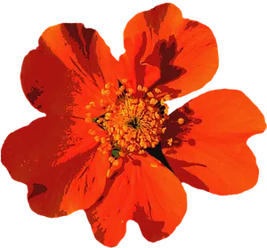 Vibrant Summer Bloom