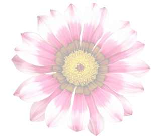 Vibrant Summer Daisy.jpg