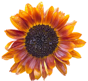 Vibrant Sunflower Against Black Background