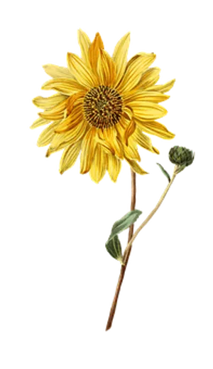 Vibrant Sunflower Against Black Background PNG image