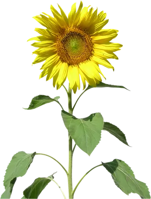 Vibrant Sunflower Against Black Background.jpg