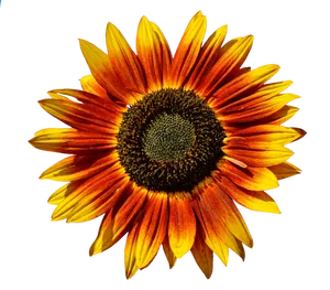 Vibrant Sunflower Against Black Background.jpg PNG image