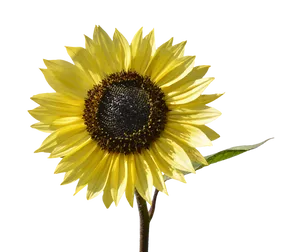 Vibrant Sunflower Against Black Background PNG image