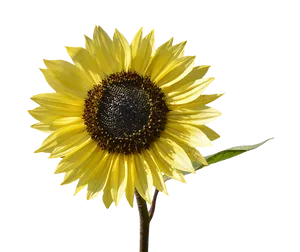Vibrant Sunflower Against Blue Background PNG image