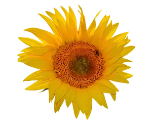 Vibrant Sunflower Against Gray Background