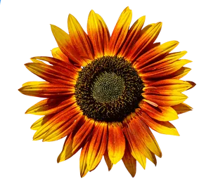 Vibrant Sunflower Against Gray Background
