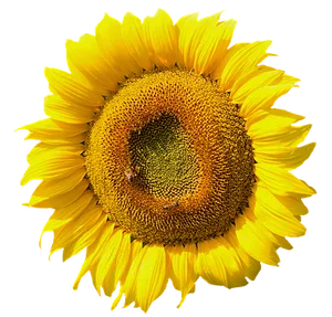 Vibrant Sunflower Black Background