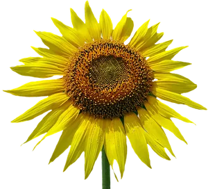 Vibrant Sunflower Black Background PNG image