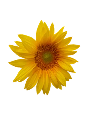 Vibrant Sunflower Black Background.jpg