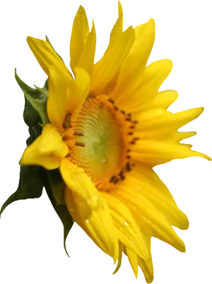 Vibrant Sunflower Black Background.jpg PNG image