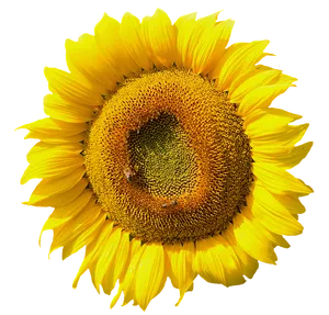 Vibrant Sunflower Closeup.png