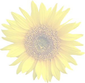 Vibrant Sunflower Dark Background PNG image