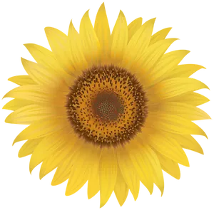 Vibrant_ Sunflower_ Illustration PNG image