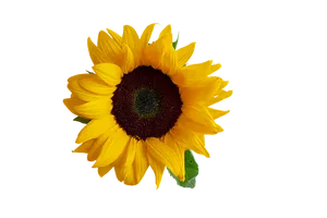 Vibrant Sunflower Isolated Background