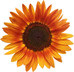 Vibrant Sunflower Isolated.png