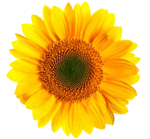 Vibrant Sunflower Isolated.png PNG image