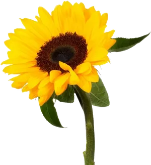 Vibrant_ Sunflower_ Isolated.png PNG image