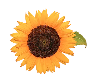 Vibrant Sunflower Isolatedon Blue