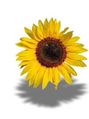 Vibrant Sunflower Single Bloom PNG image