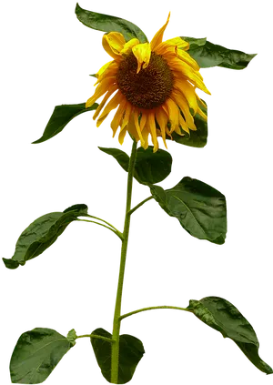 Vibrant Sunflower Stem PNG image
