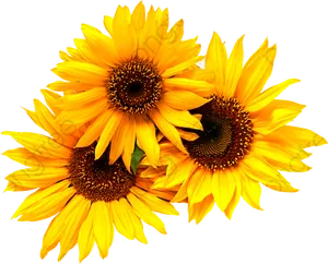 Vibrant Sunflower Trio Clipart PNG image