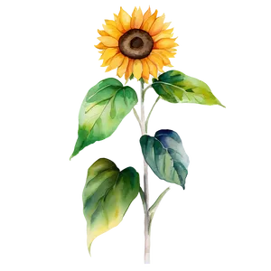 Vibrant Sunflower Watercolor Graphic Png 31 PNG image