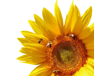 Vibrant Sunflowerand Bees PNG image
