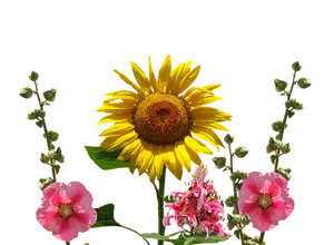 Vibrant Sunflowerand Colorful Flowers PNG image