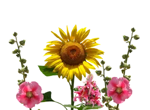 Vibrant Sunflowerand Hollyhocks