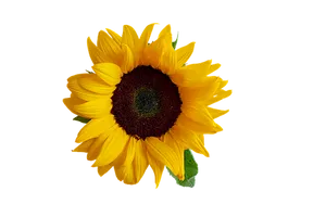 Vibrant Sunfloweron Black Background PNG image