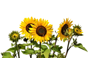 Vibrant Sunflowers Against Sky PNG image