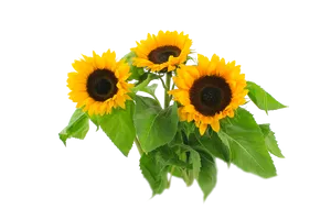 Vibrant Sunflowers Black Background PNG image