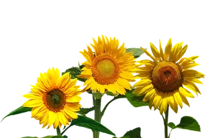 Vibrant Sunflowers Black Background PNG image