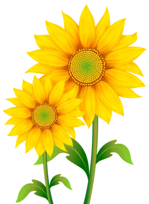 Vibrant Sunflowers Black Background PNG image